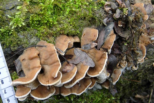 Lignicolo da determinare (Bjerkandera fumosa)